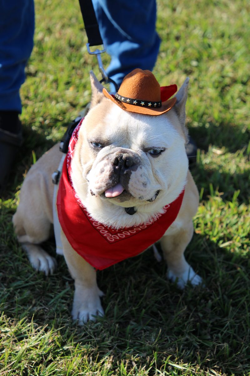 Halloween family fun ready in the works for Clinton kids, pooches - The ...