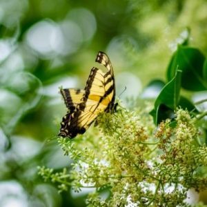 6 Beautiful Indigenous Plants of Mississippi