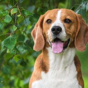 Fun Facts About Beagles You Didn’t Know