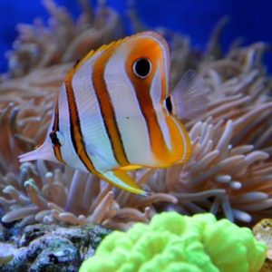 Tips for Keeping Your Pet Fish Happy