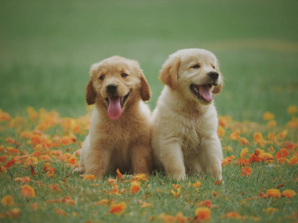 yellow-labrador-retriever-puppies