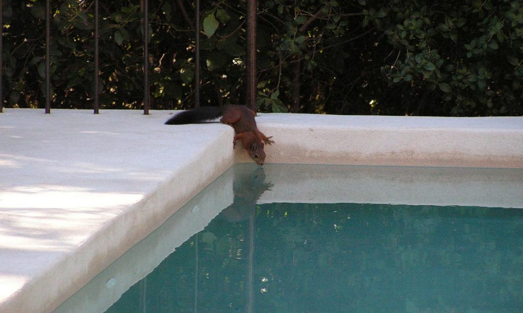 squirrel in pool