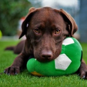 Tips To Stop Your Puppy from Chewing Everything