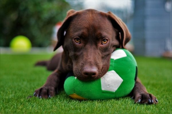 Tips To Stop Your Puppy from Chewing Everything