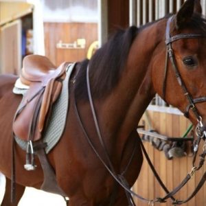 How to Tack Up a Horse for Riding