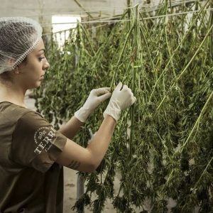 cbd