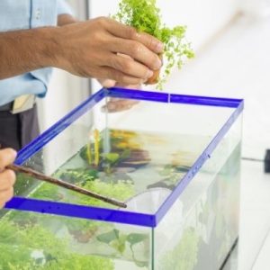 Tips for Keeping Your Fish Healthy