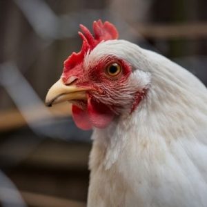 Benefits of Owning Backyard Chickens