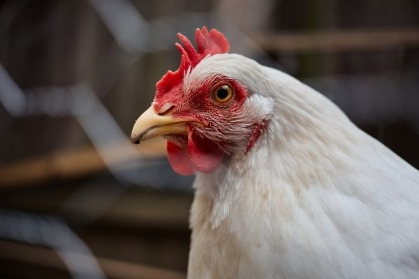 Benefits of Owning Backyard Chickens