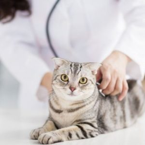 How Veterinarians Can Improve Their Practice