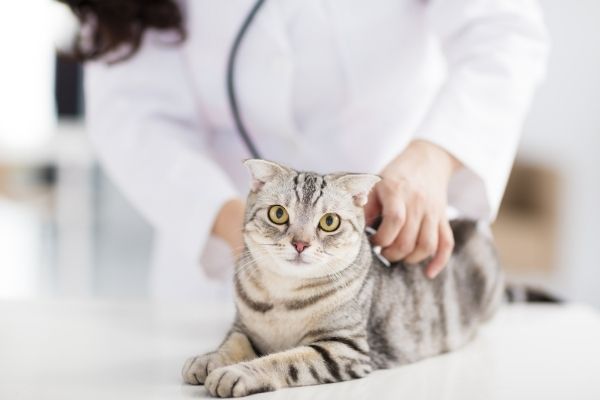 How Veterinarians Can Improve Their Practice