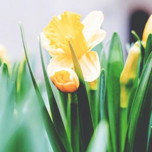 easter Lilly