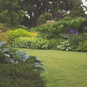 garden in the back yard