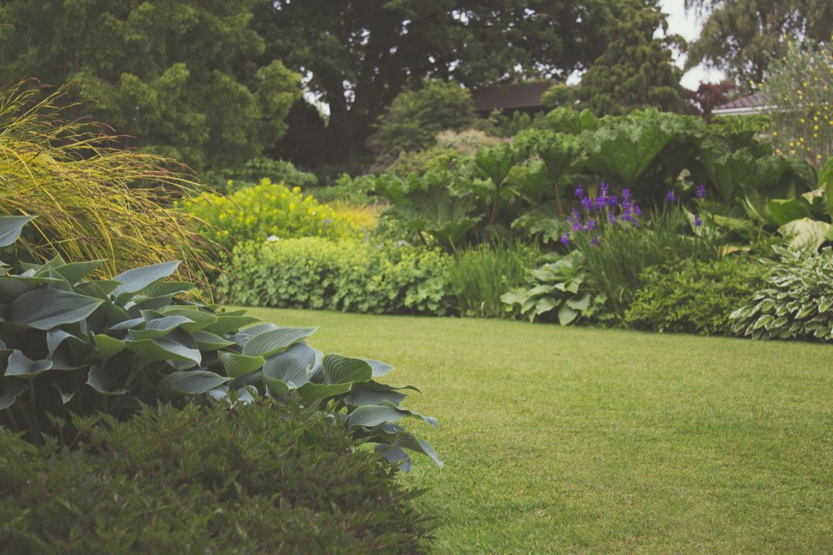 garden in the back yard