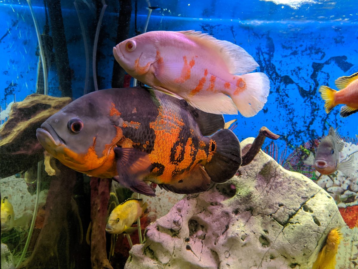 fish in an aquarium