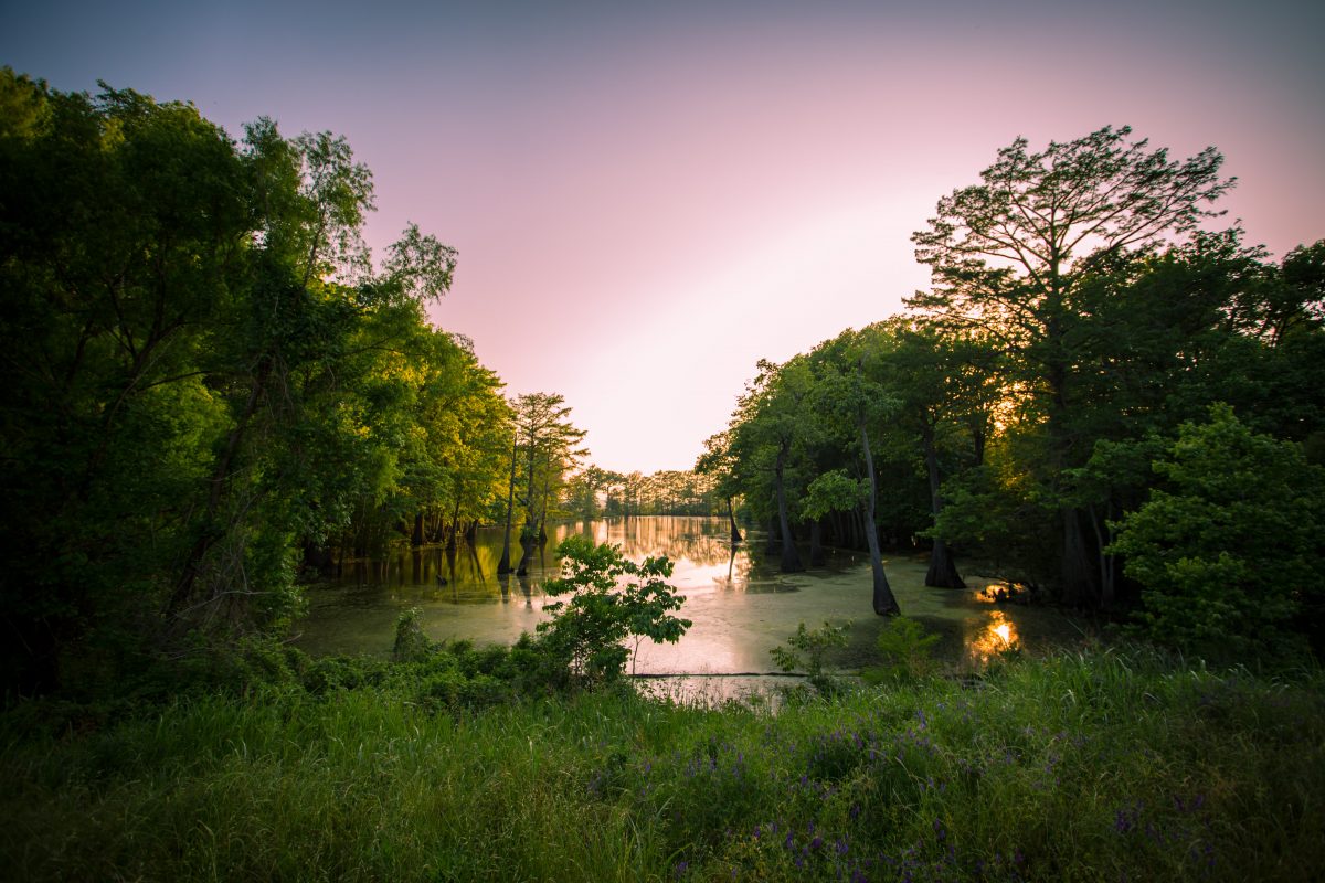 Mississippi Bayou