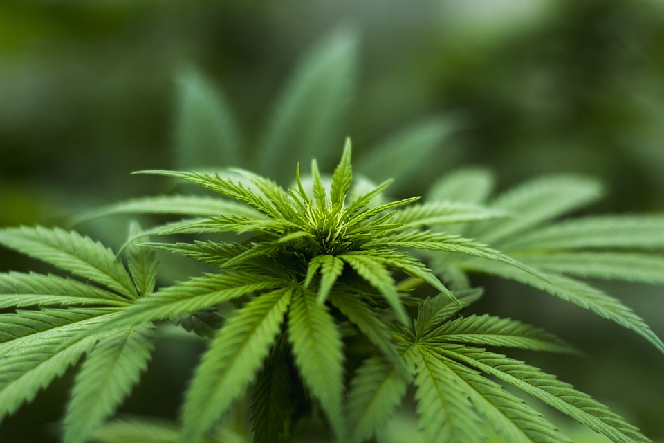 photo of hemp plant