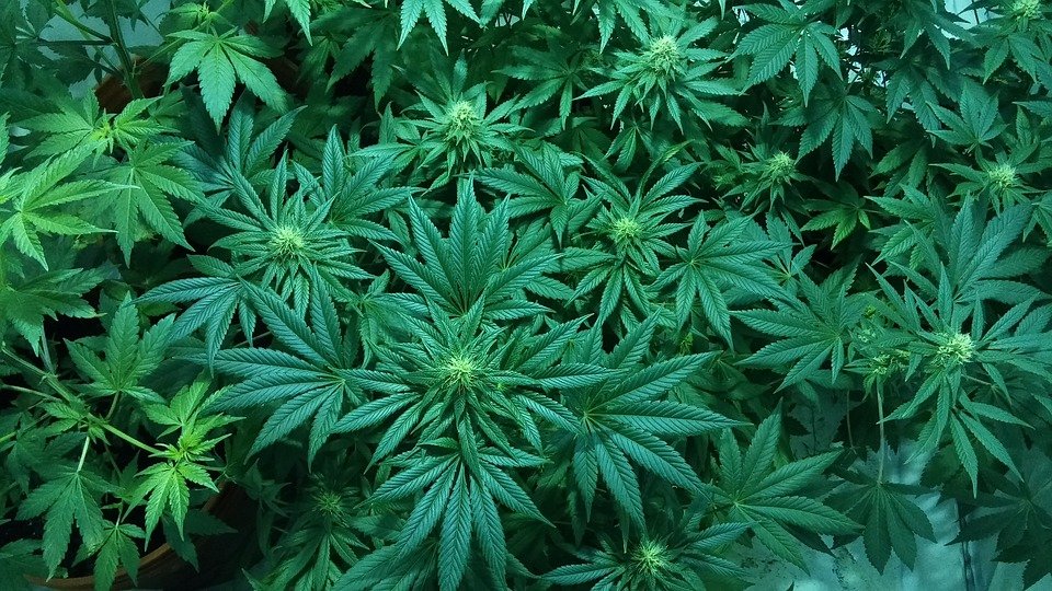 image of marijuana plants