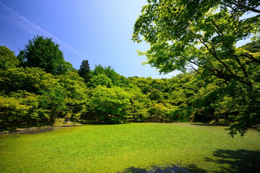landscaping