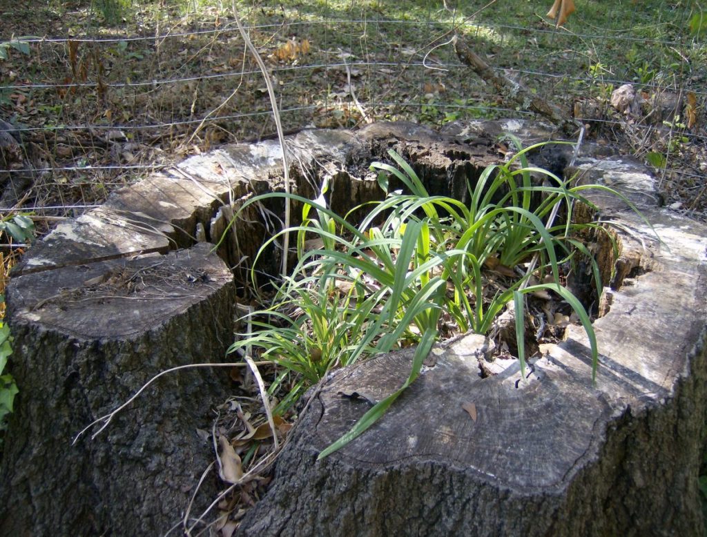 stump