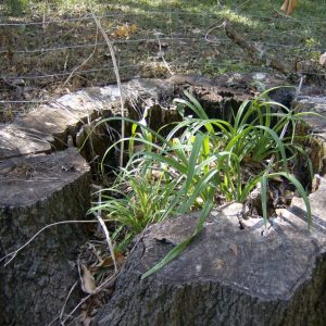 stump