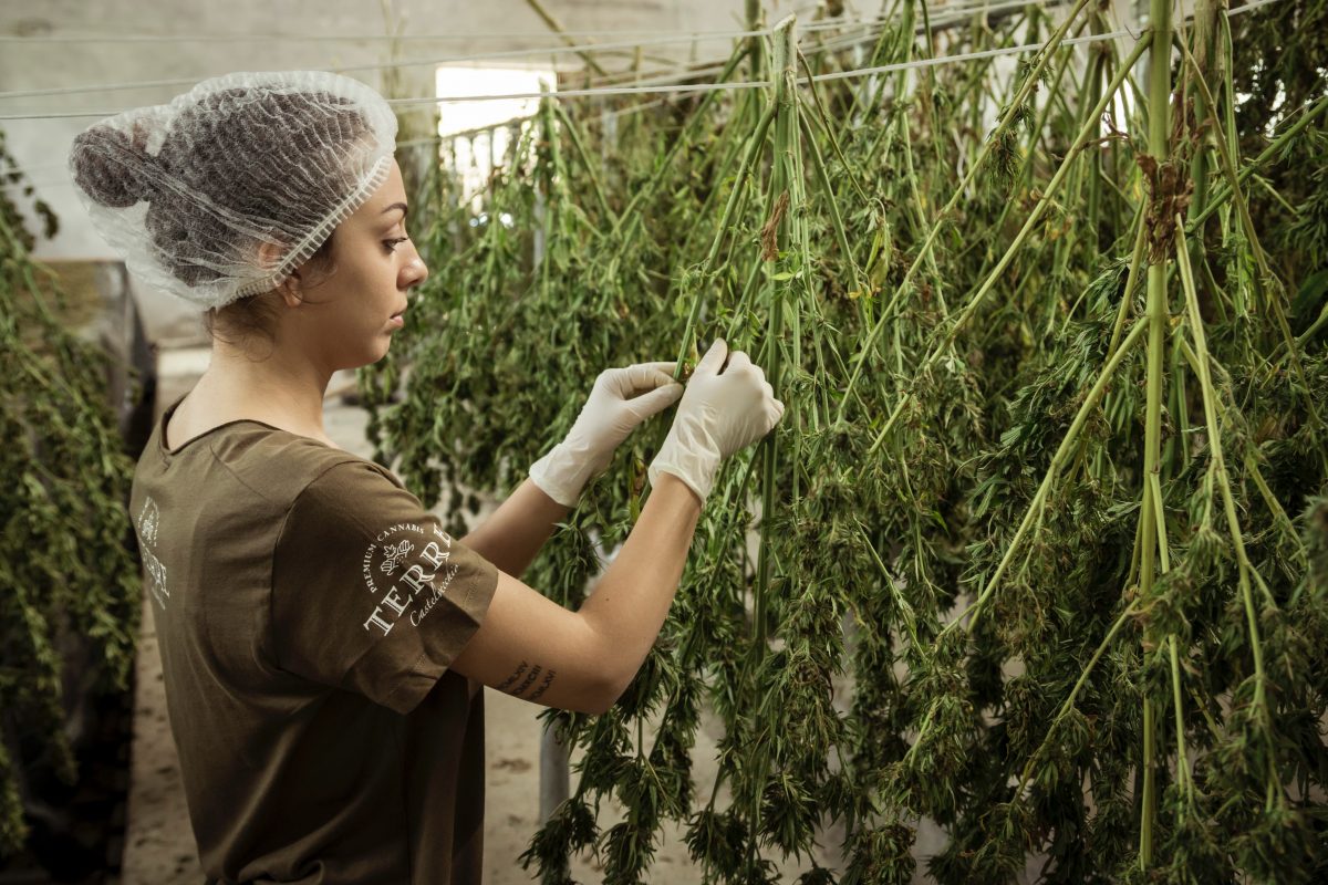 grower