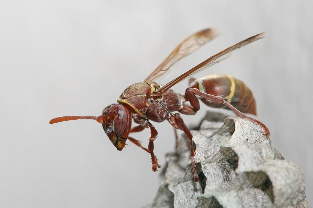 wasp