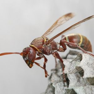 wasp