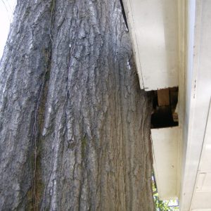 pin oak