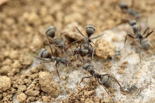 ants