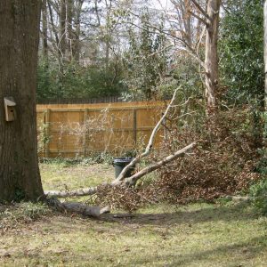 Fallen Log