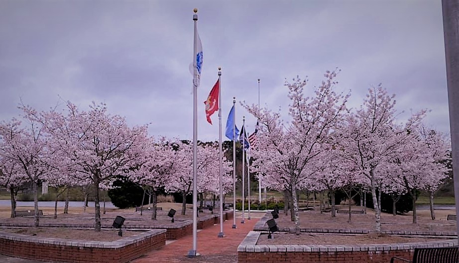Cherry Blossoms
