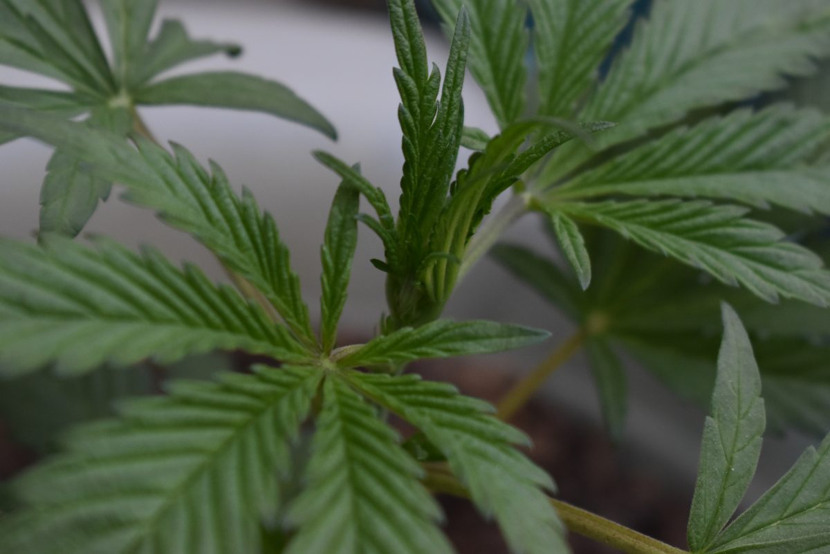 Cannabis leaves