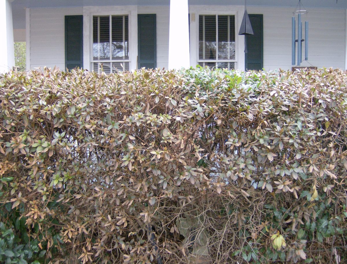 Dead Hedge