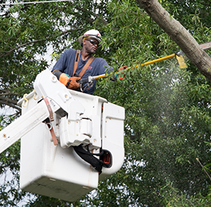 Tree trimming