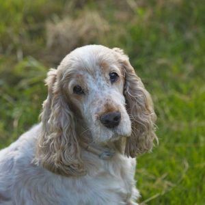 adopting a senior dog They My Have Health Conditions