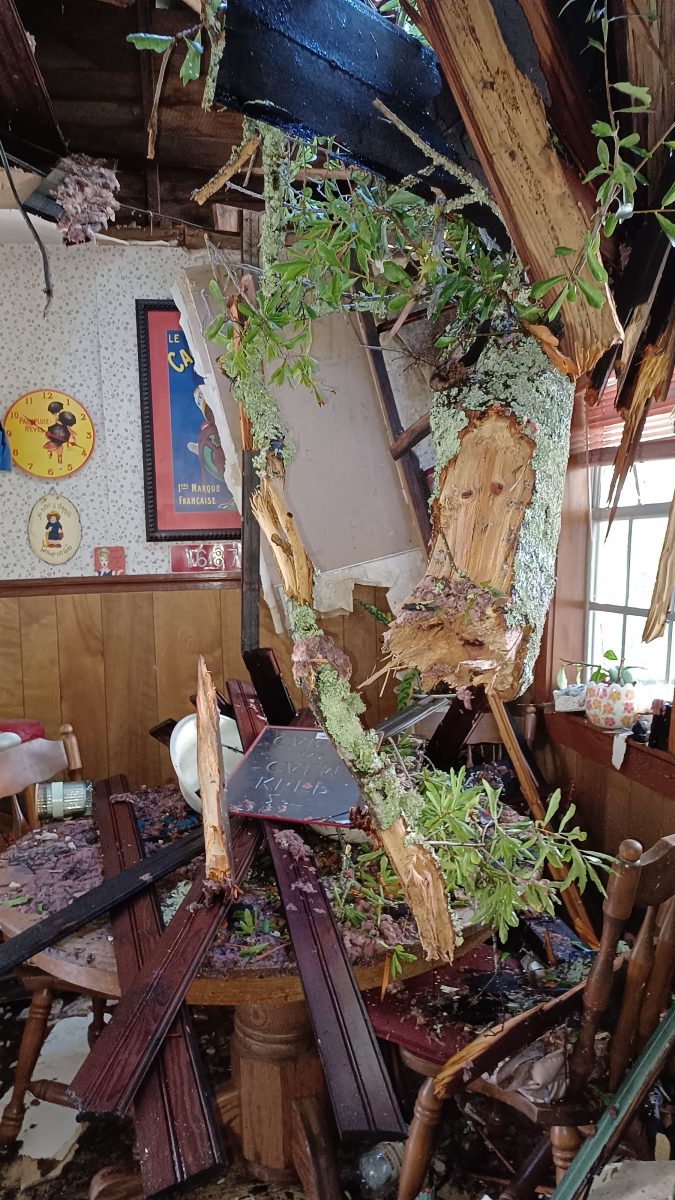 Old oak tree falls onto Olde Towne house
