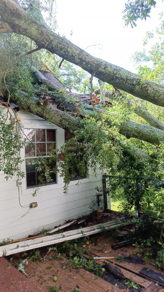 Old oak tree falls onto Olde Towne house