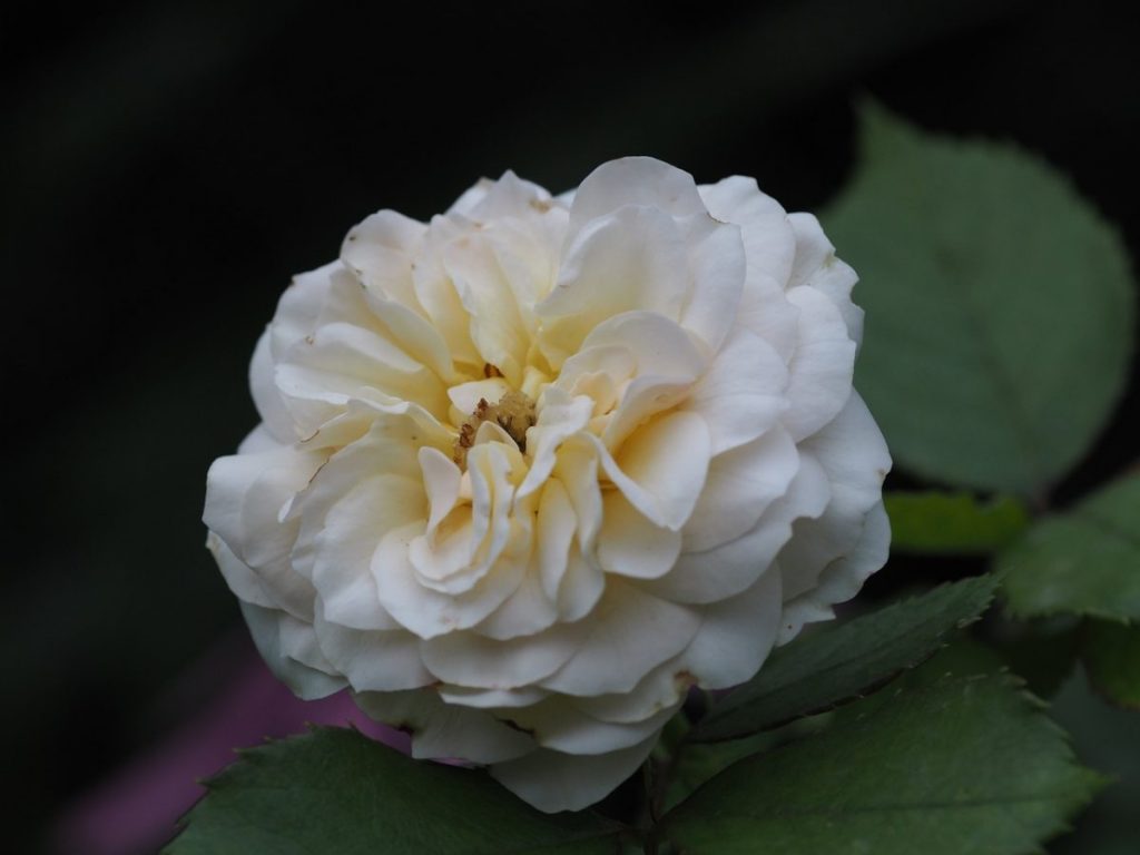 A Quick Funeral Preparation Checklist: Considerations for Family