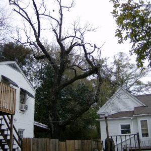 Our Olde House : January 2024