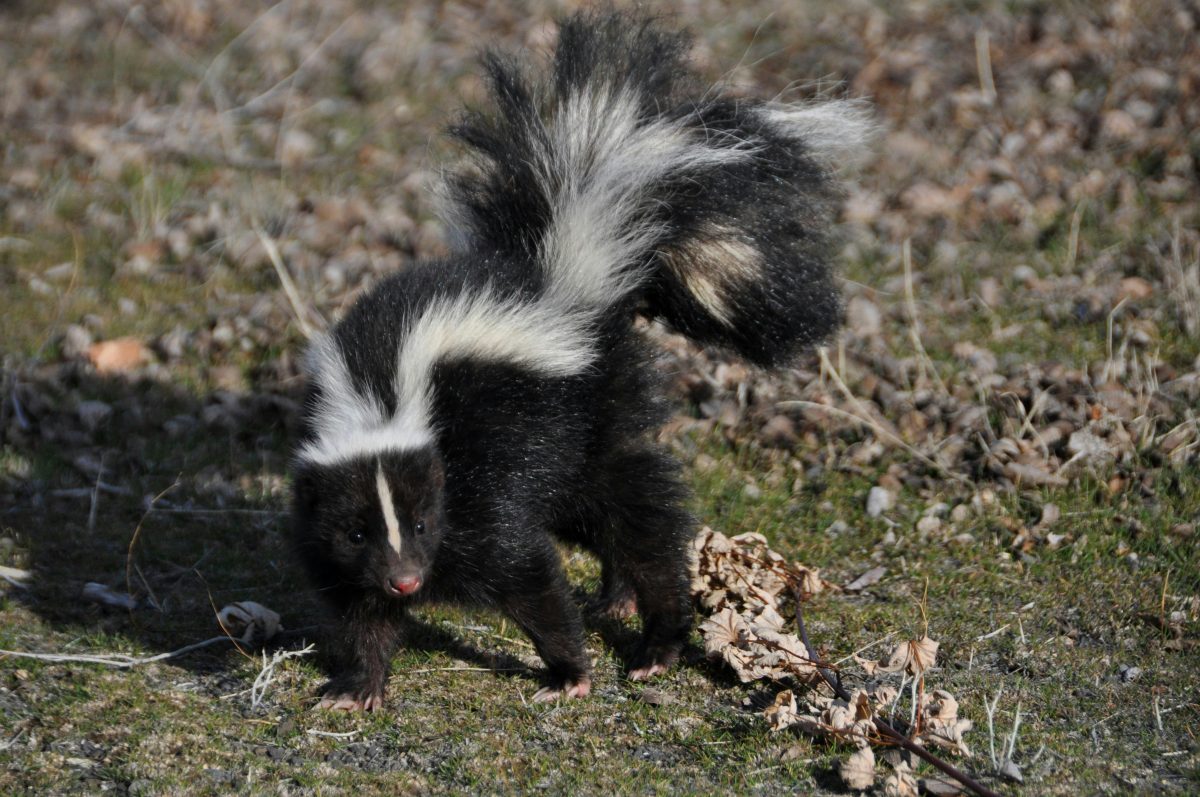 What Homeowners Should Know About Skunk Removal: Essential Tips