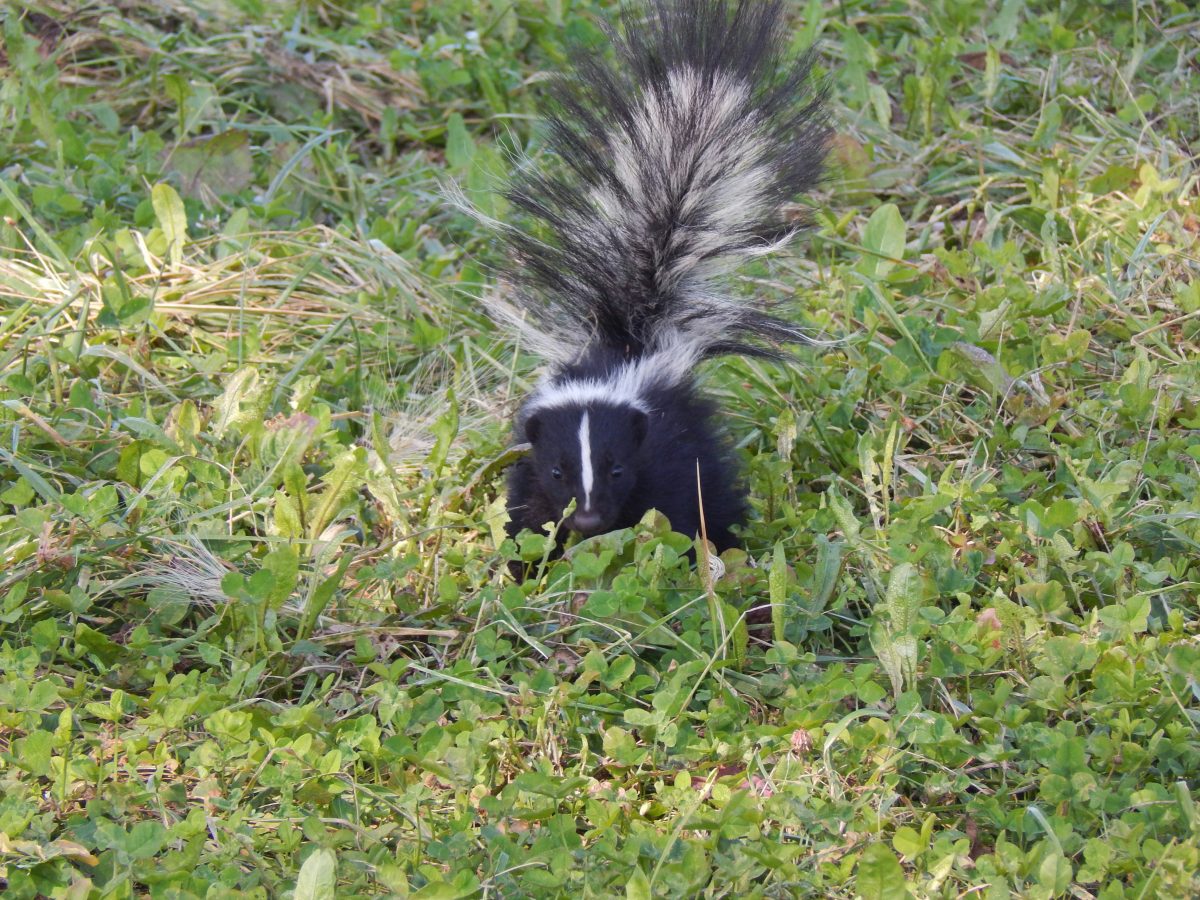 What Homeowners Should Know About Skunk Removal: Essential Tips