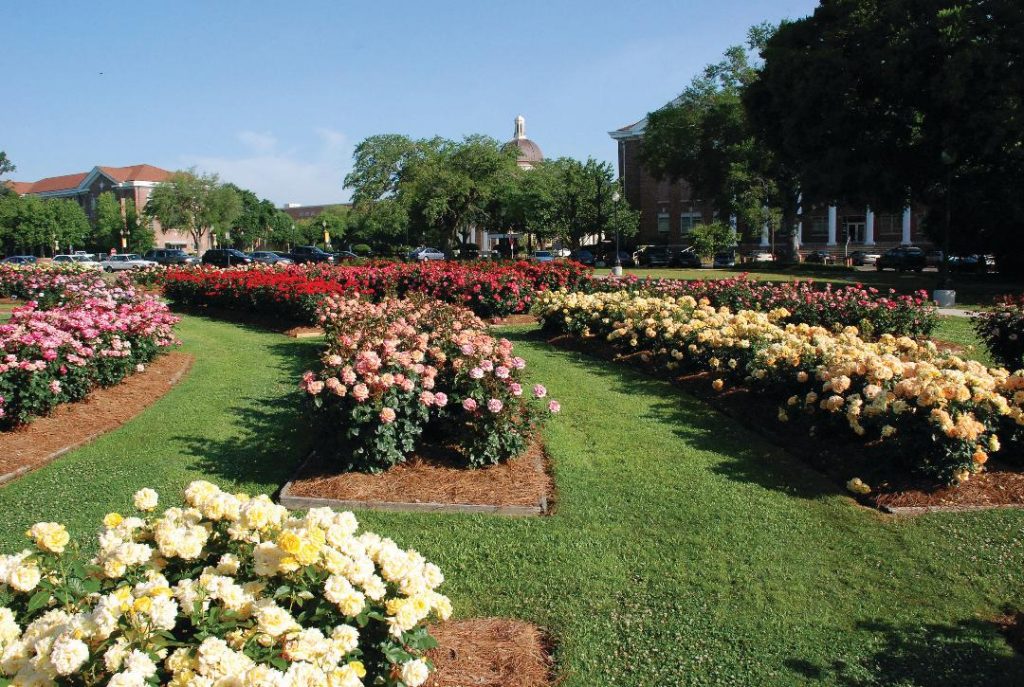 The All-American Rose Garden at The University of Southern Mississippi in Hattiesburg is open to the public seven days a week for browsing and photo shoots. Photo by USM.
