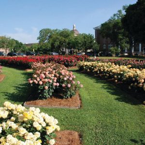 The All-American Rose Garden at The University of Southern Mississippi in Hattiesburg is open to the public seven days a week for browsing and photo shoots. Photo by USM.
