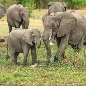 CoffeeTime: “THE EARS AND MEMORIES OF BABY ELEPHANTS”