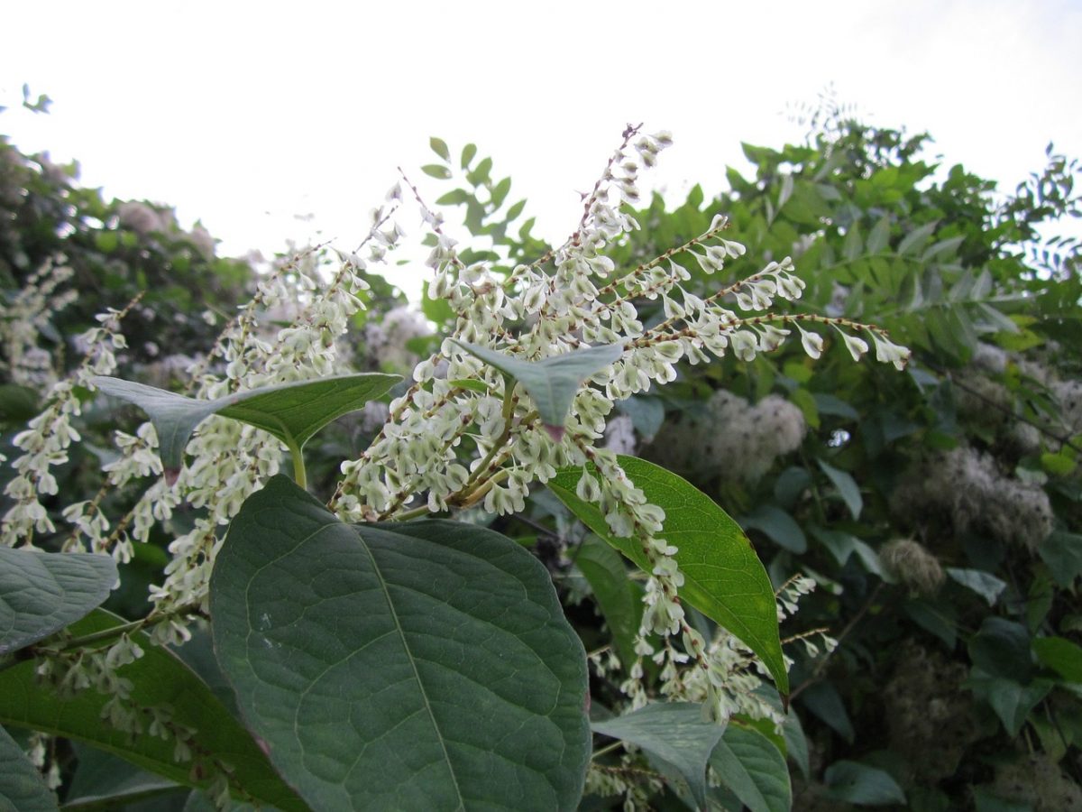The Japanese Knotweed Lifecycle: When is the Best Time for Removal?