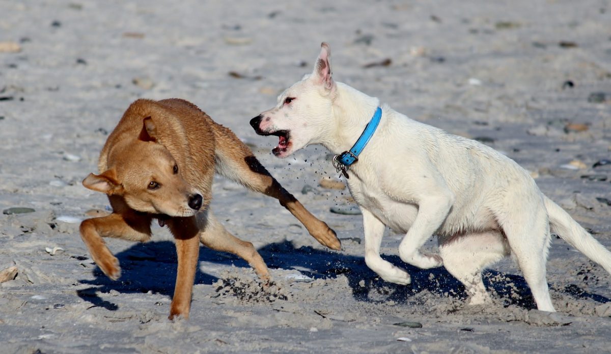 When to Consult a Dog Bite Injury Lawyer