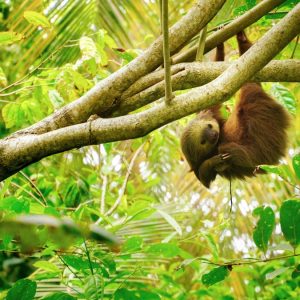 sloth hanging from a tree branch