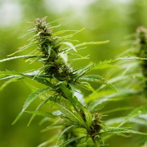 An Overview of the Beneficiaries of Hemp Flower CBD