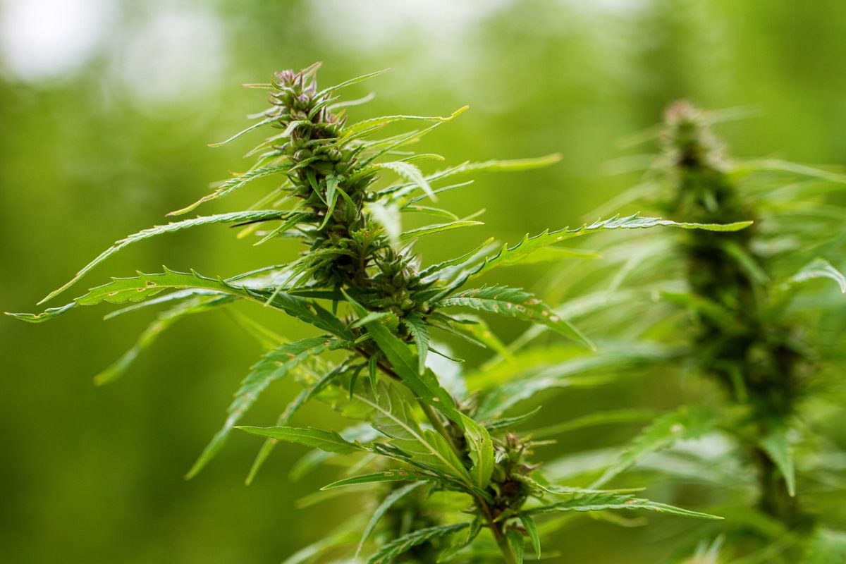 An Overview of the Beneficiaries of Hemp Flower CBD